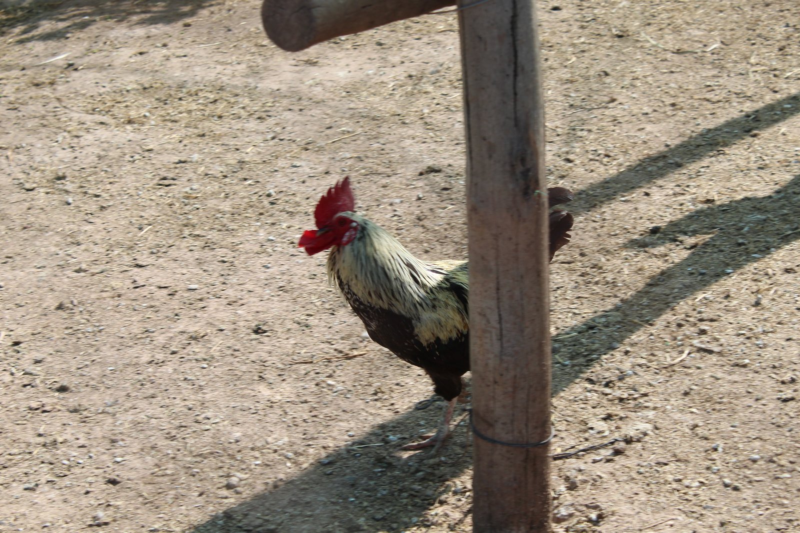 Coq, oiseau, photo gratuite