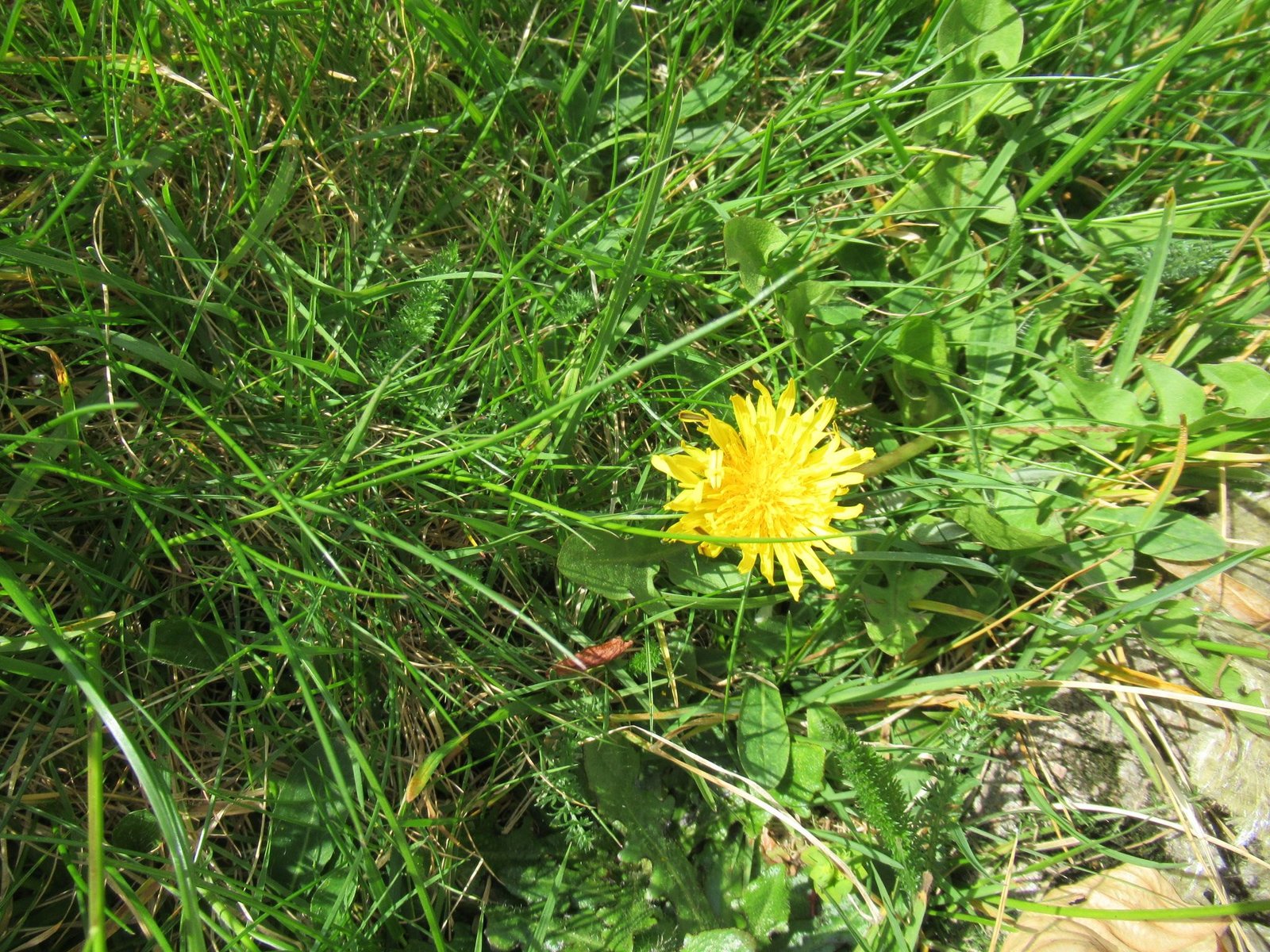 Un pissenlit dans les herbes, photo gratuite