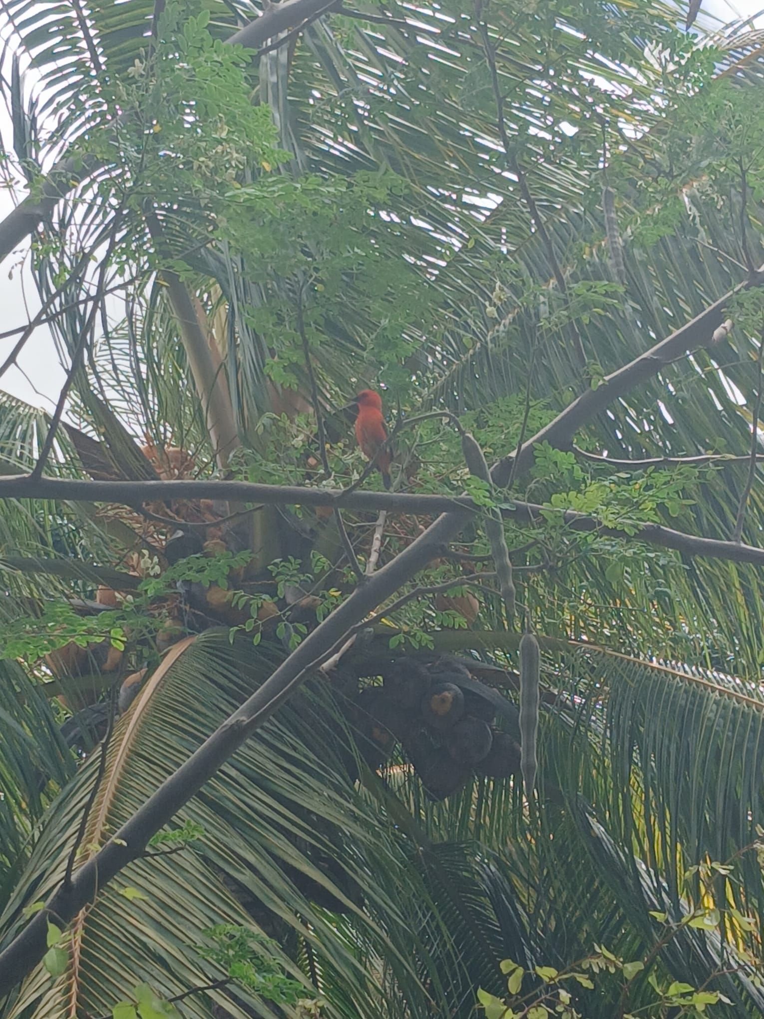 Un oiseaux sur un arbre, un palmier, photo gratuite