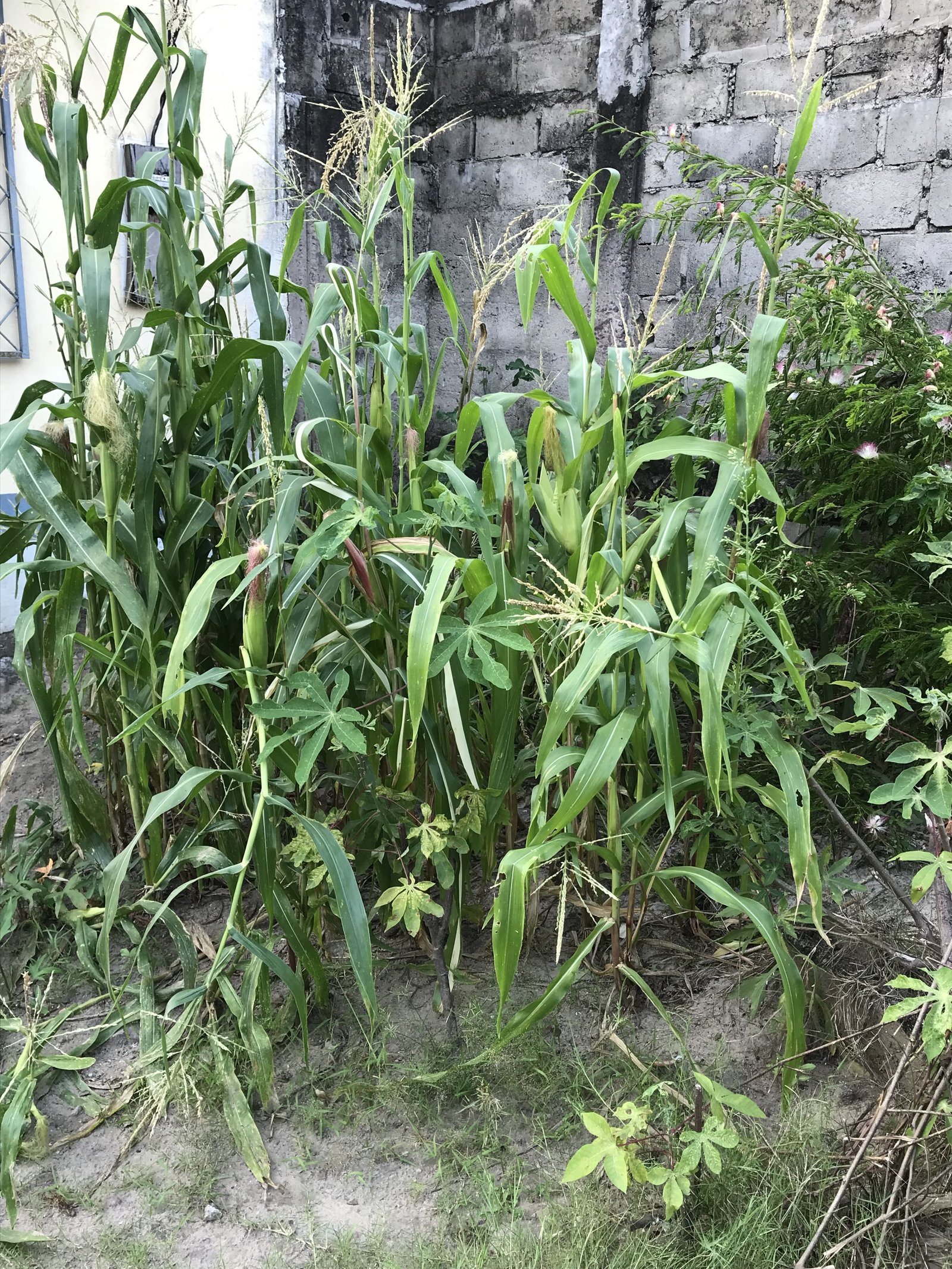 Un champ de maïs photo gratuite