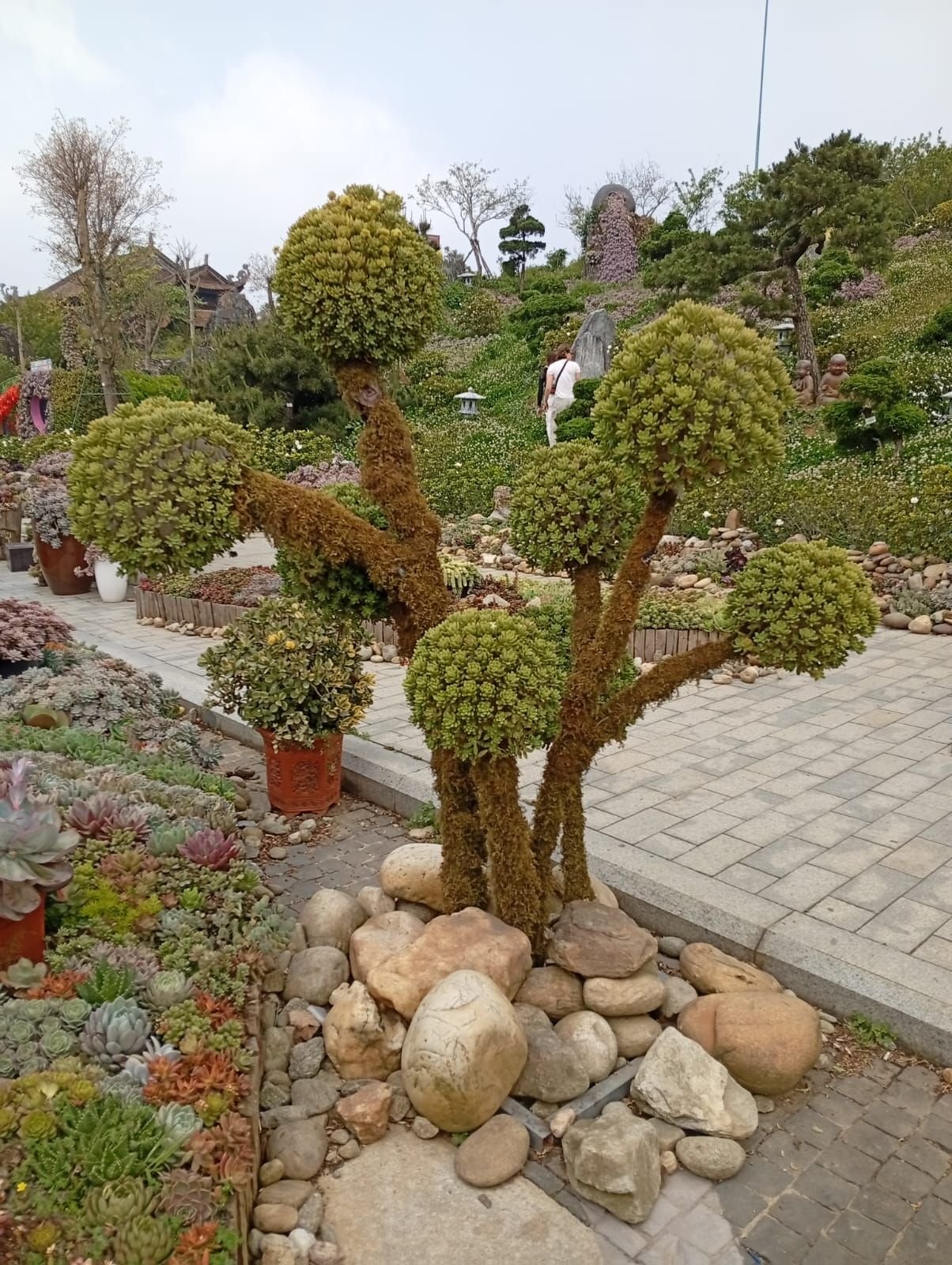 Plantes succulentes, jardin, Vietnam, photo gratuite