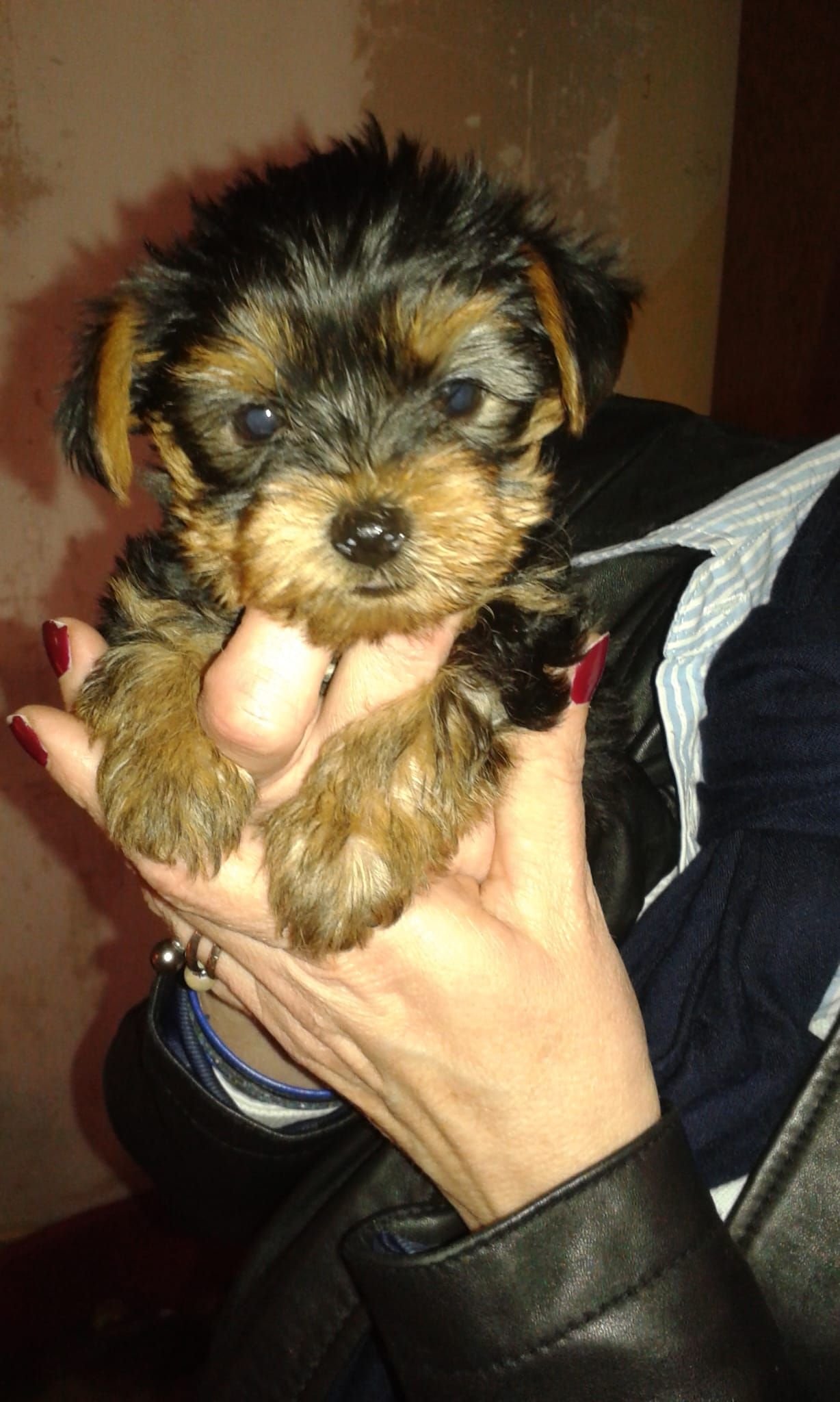Chiot Yorkshire Terrier, photo gratuite