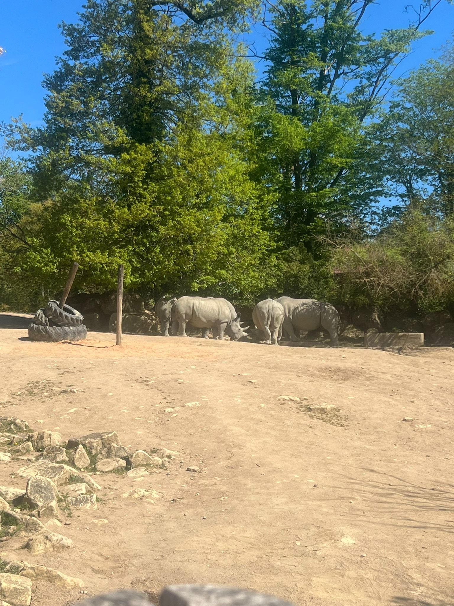 Rhinocéros Zoo d'Amnéville, Moselle, Lorraine, photo gratuite
