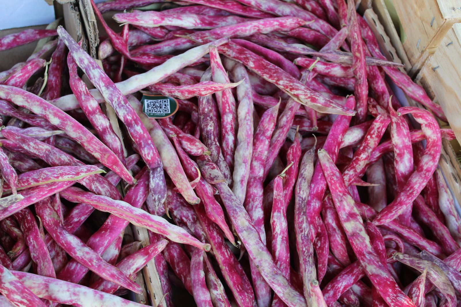 Des haricots cranberry, photo gratuite