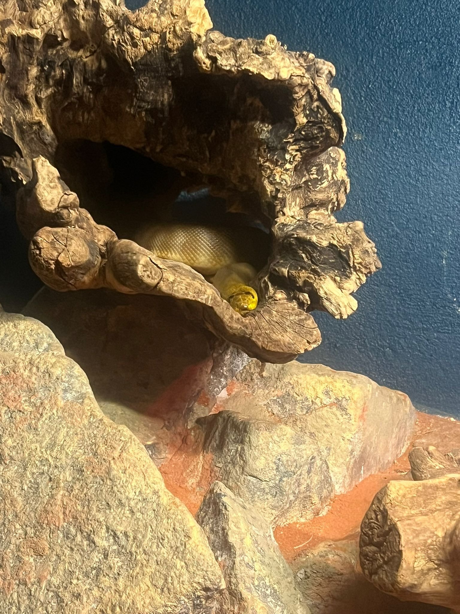 Python olive dans le Zoo d'Amneville, Moselle, Lorraine, photo gratuite