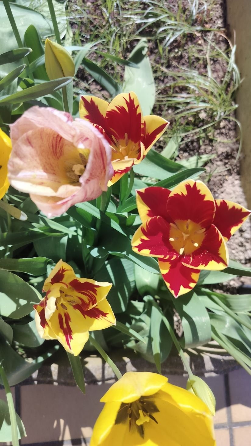 Tulipes en pleine floraison printanière, photo gratuite