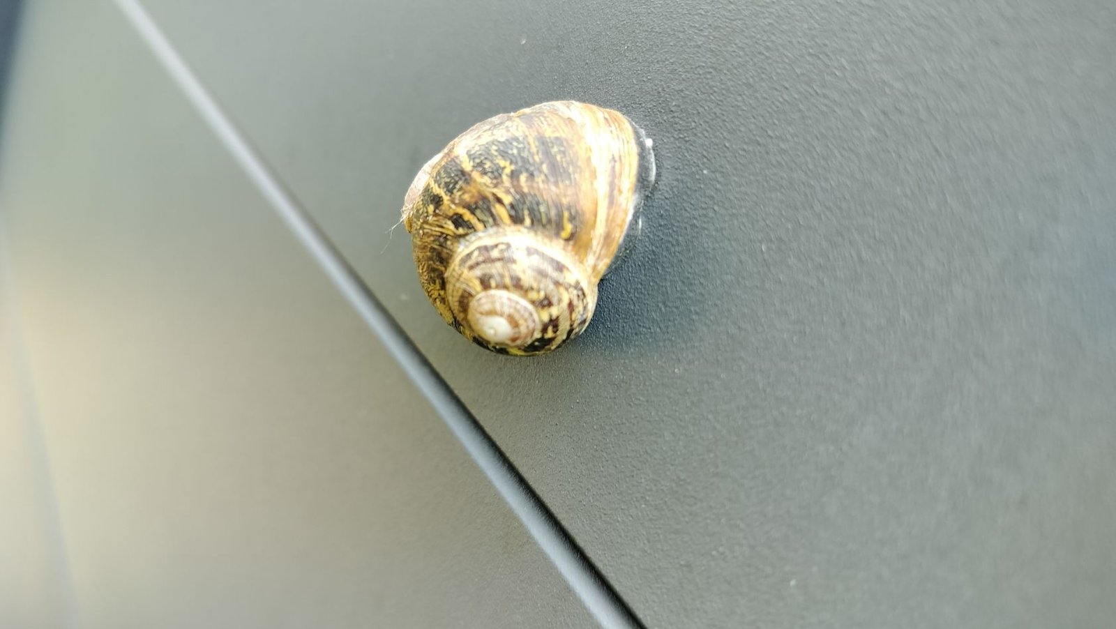 Escargot photo gratuite