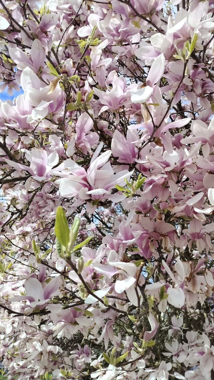 Magnolia, arbre, photo gratuite