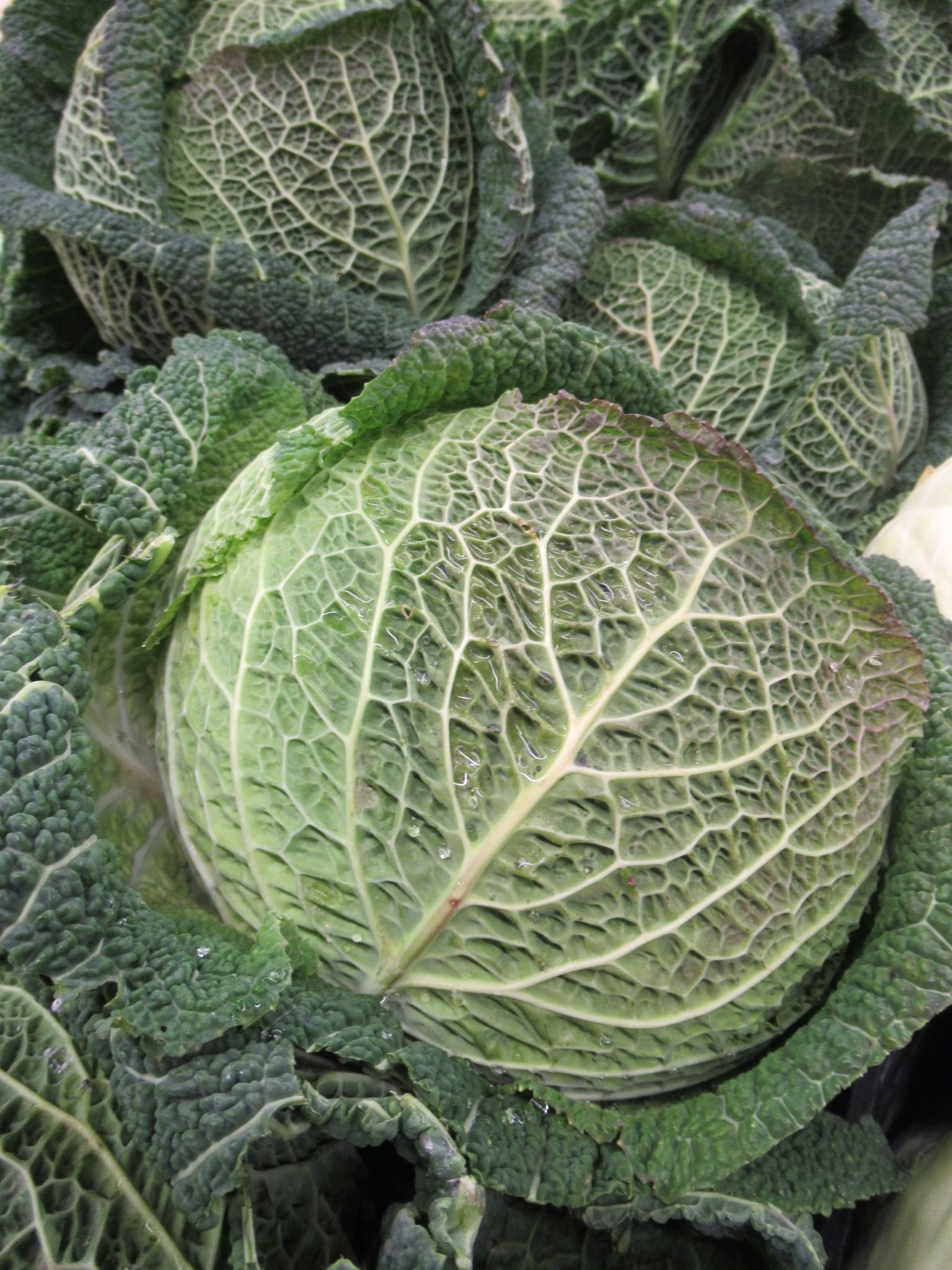 Chou de Milan, légume, photo gratuite