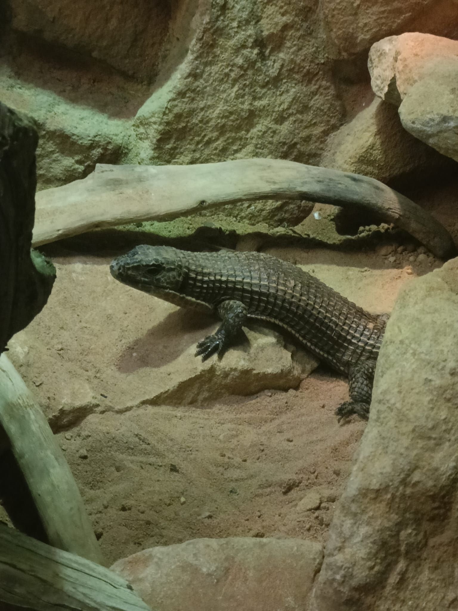 Lézard plaqué du Soudan, Zoo d'Amneville, Moselle, Lorraine, photo gratuite