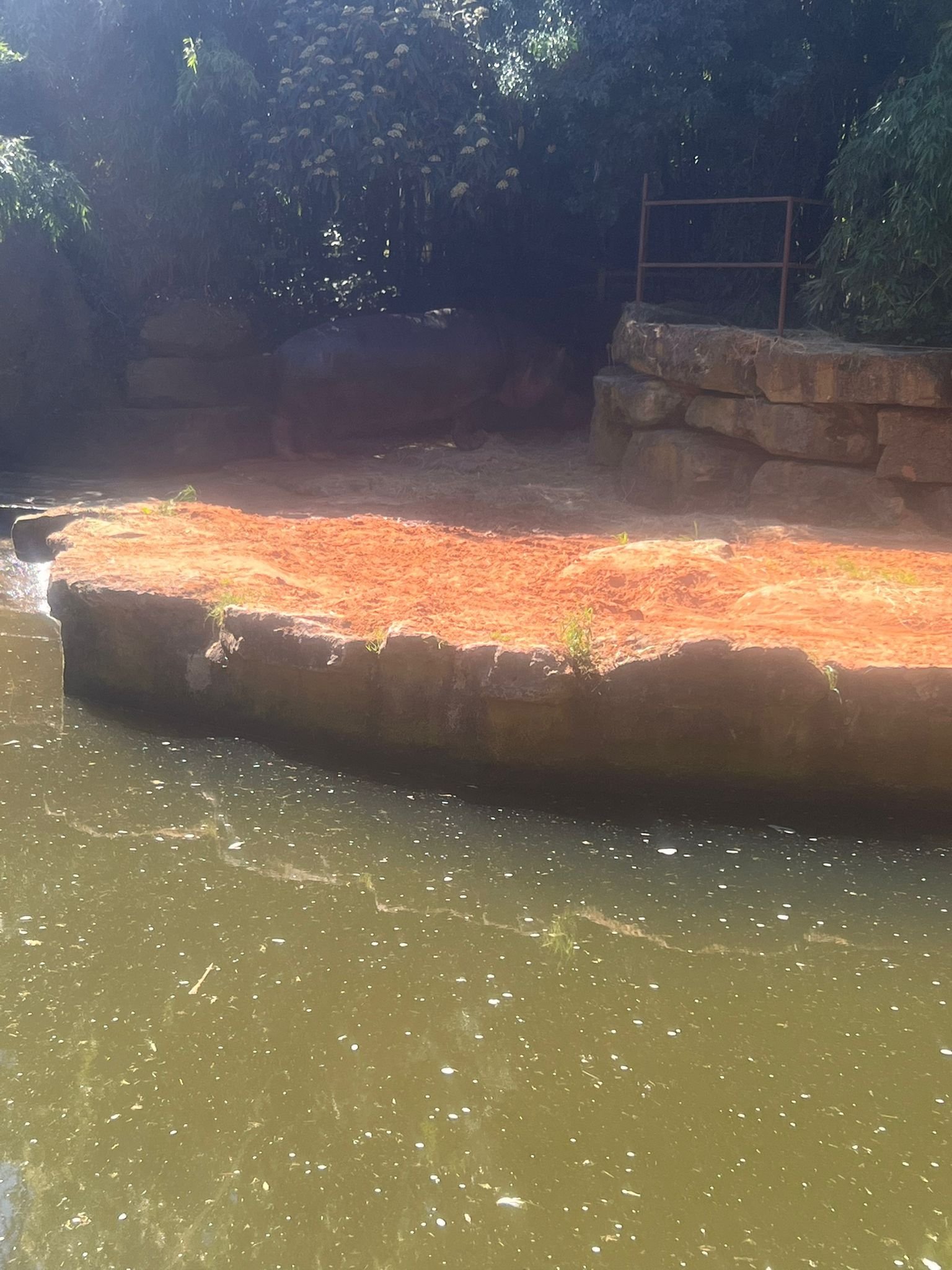 Hippopotame, Zoo d'Amneville, Moselle, Lorraine, photo gratuite