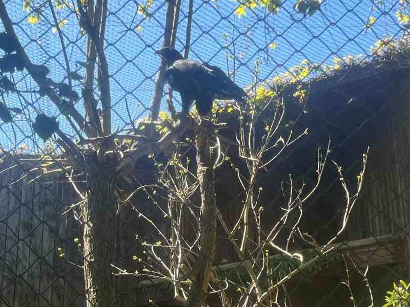 Aigle perché sur un arbre, Zoo d'Amneville, Moselle, Lorraine, photo gratuite