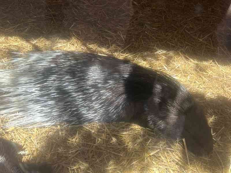 Porc-épic, Zoo d'Amneville, Lorraine, Moselle, photo gratuite