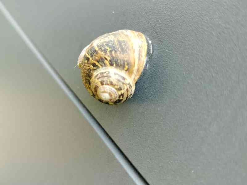 Escargot photo gratuite