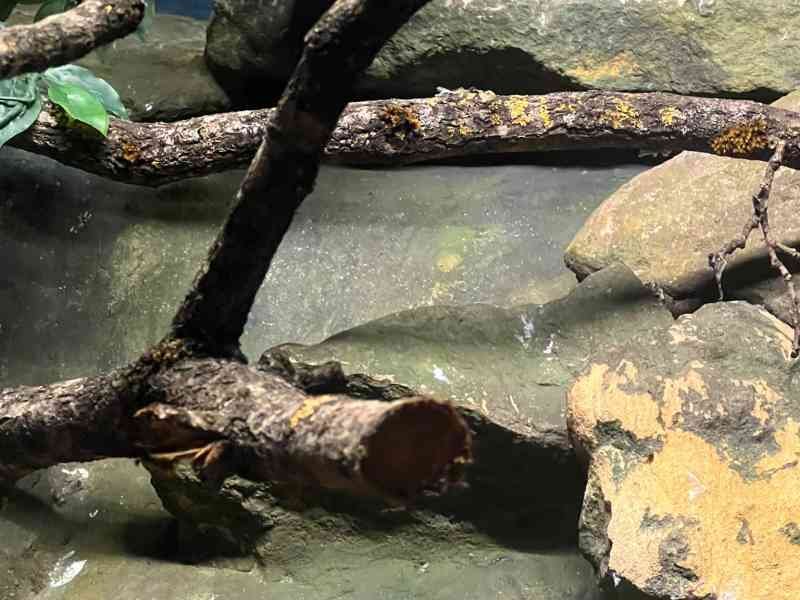 Serpent dans un enclos, avec des branches, Zoo d'Amneville, Moselle, Lorraine, photo gratuite